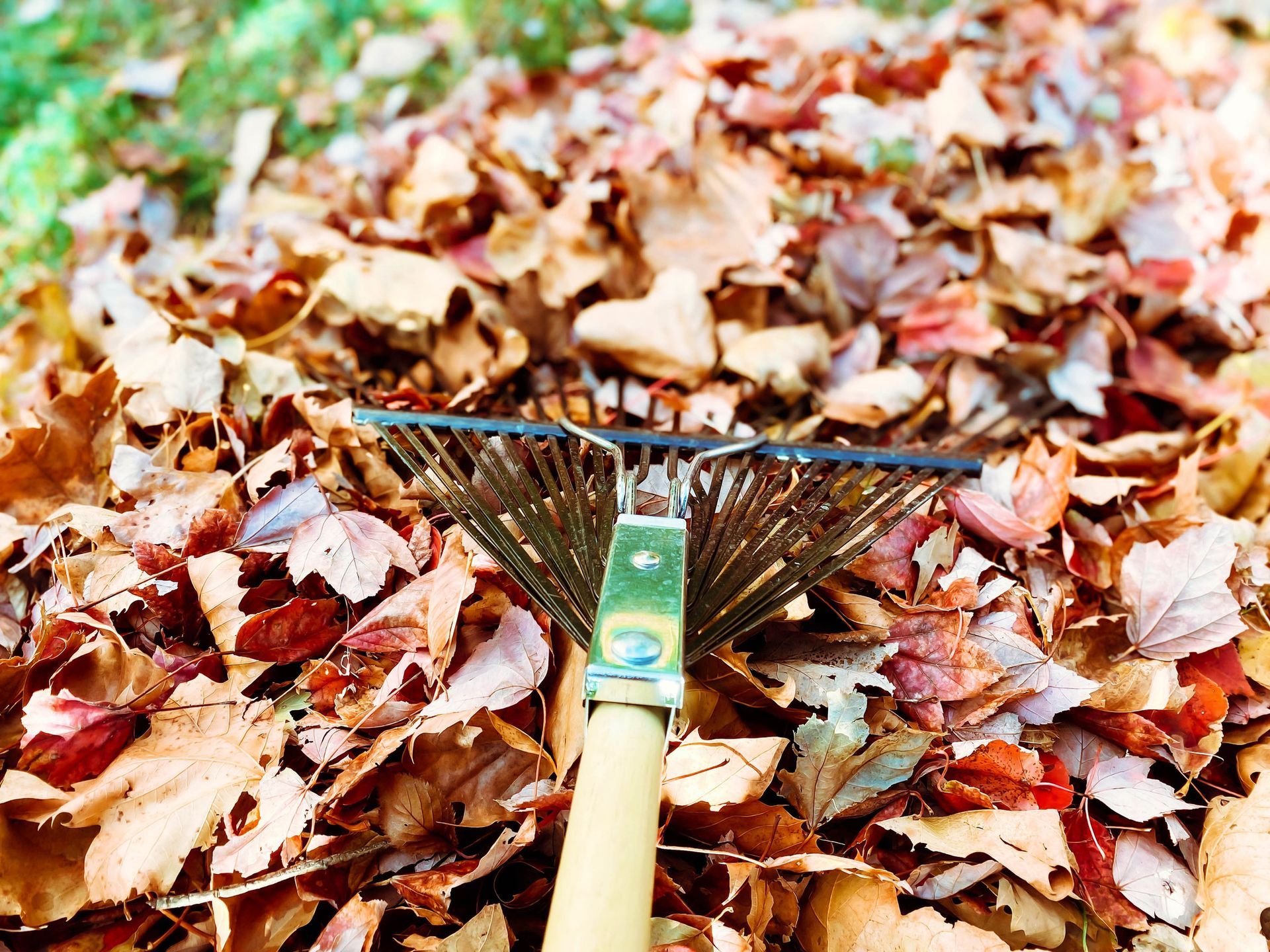 Rake in a pile of autumn leaves; tan, red, and brown colors.