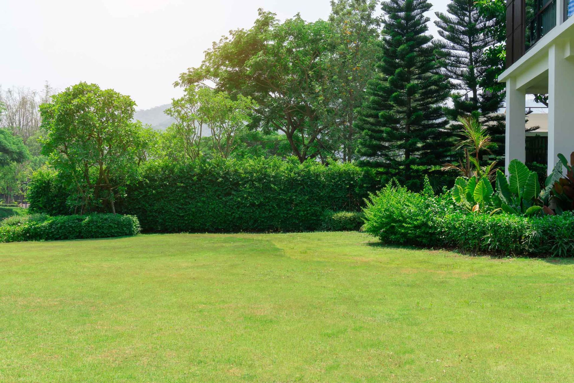 Lush green lawn with trimmed hedges, trees, and a portion of a house on a sunny day.