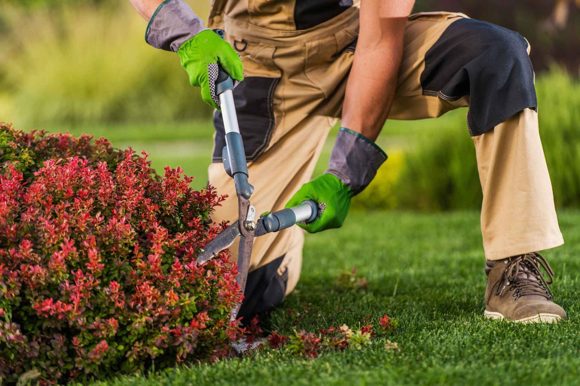 Gardener kneeling, trimming a red bush with shears on a green lawn.