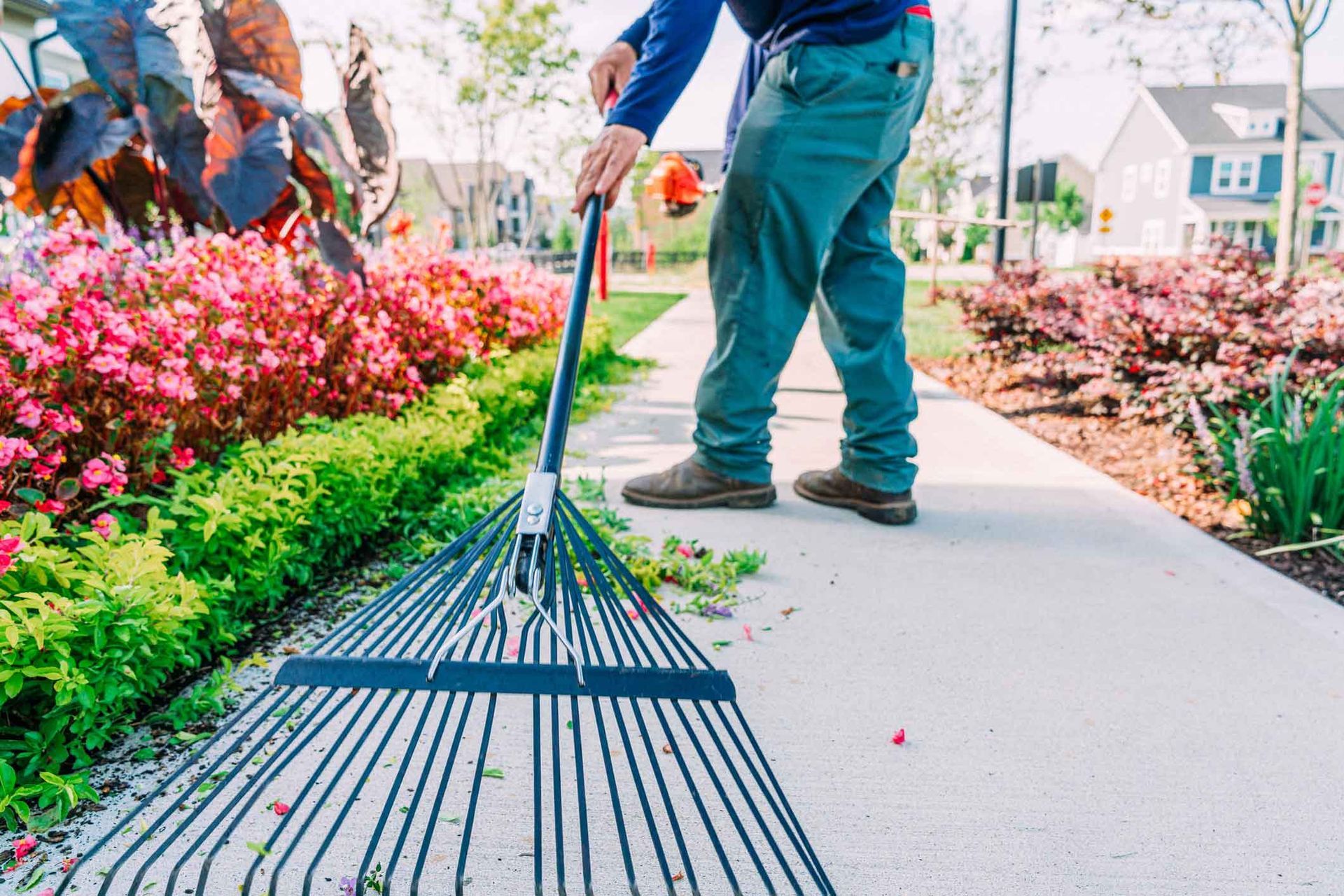 Man raking leaves off a sidewalk next to a bed of pink and green flowers in a residential setting.