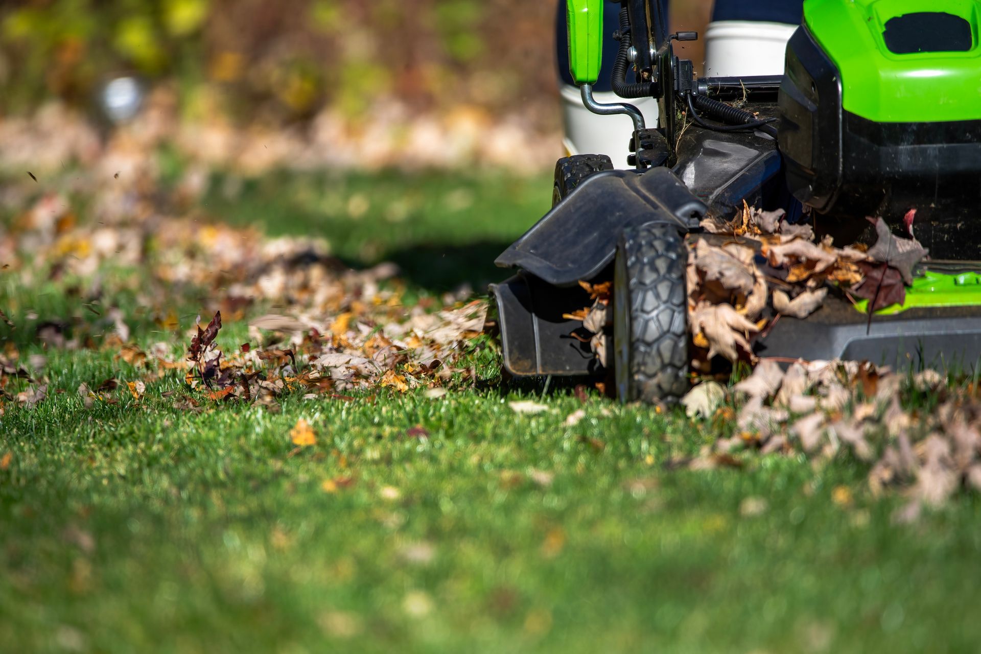 Lawnmower mulching fallen autumn leaves on a green lawn. Green and black equipment.