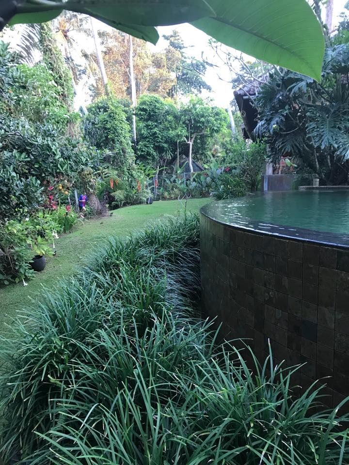 A Swimming Pool in the Middle of a Lush Green Garden Surrounded by Trees | Central Coast, NSW | Budget Lawns Plus