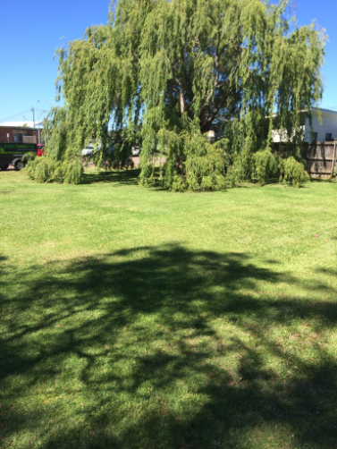 A Large Willow Tree is in the Middle of a Lush Green Field | Central Coast, NSW | Budget Lawns Plus