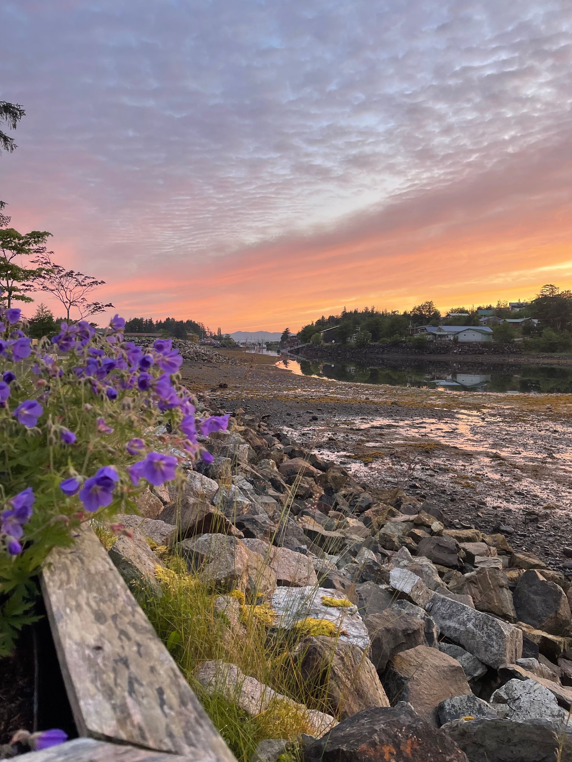 Rocky shoreline at sunset with purple wildflowers in the foreground and pink-orange sky above