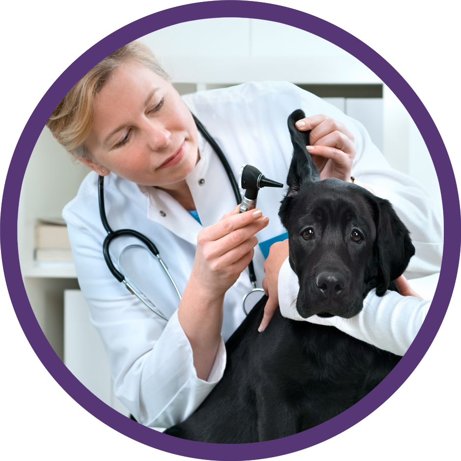 Our Veterinarians Taylorsville Veterinary Clinic