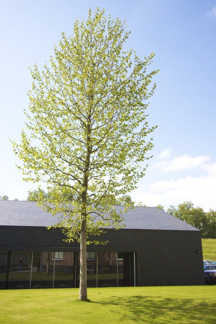 Een boom voor je raam houdt je huis gratis koeler dan een airco
