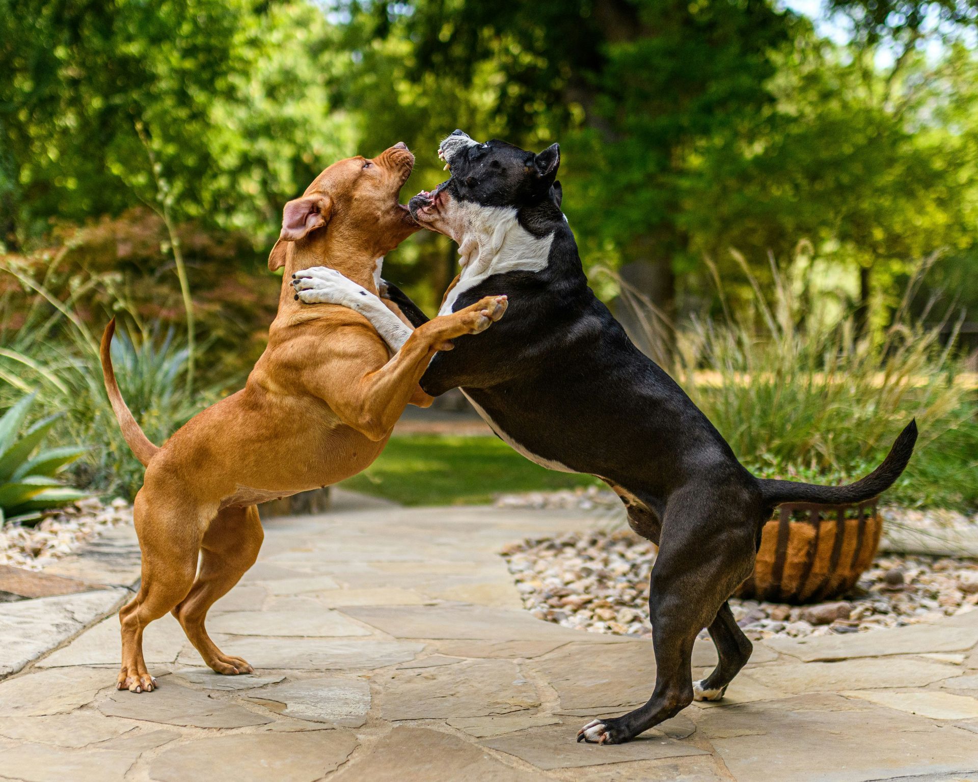 Dog Bite Injury Lawyer in Philadelphia and New Jersey