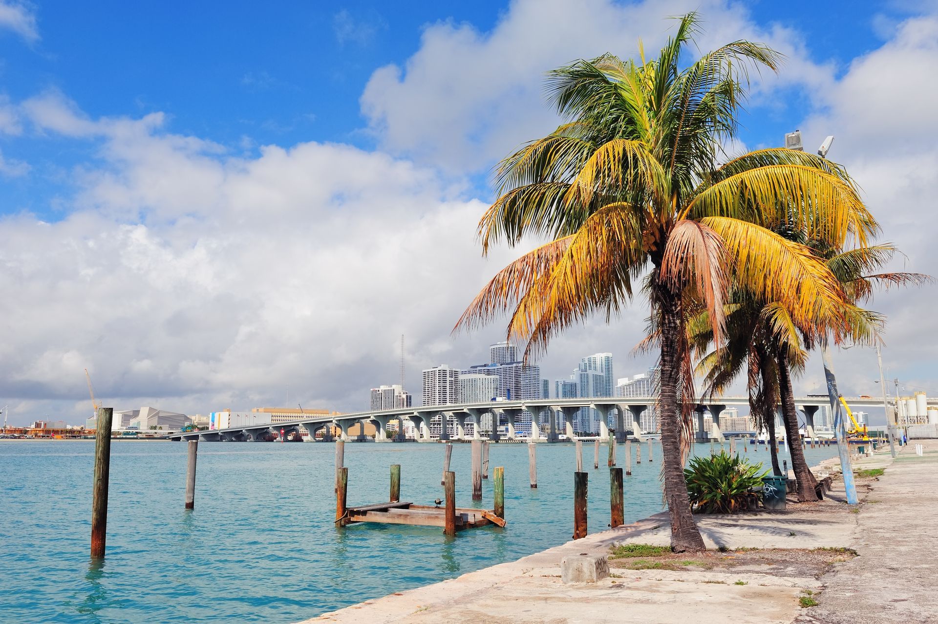 Palm tree by waterfront in Florida, representing our law firm's licensure in Florida alongside Pennsylvania and New Jersey