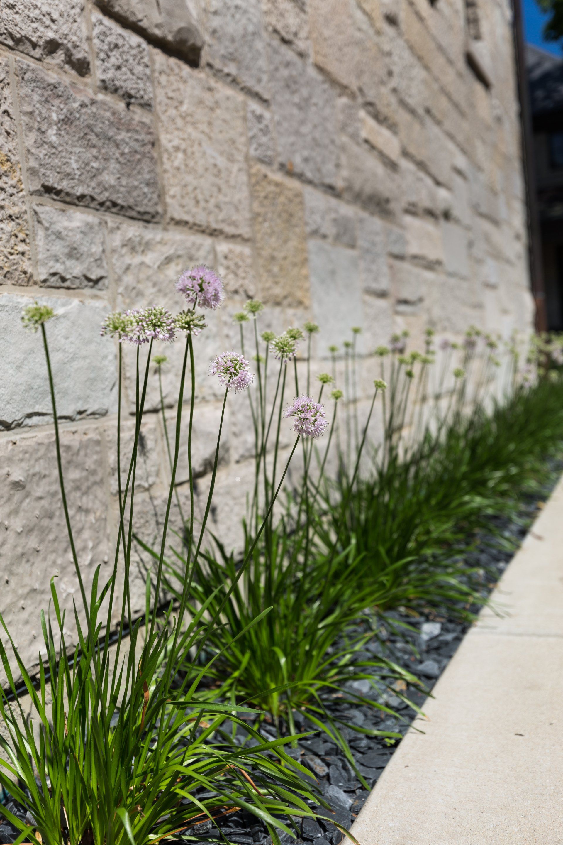 A row of plants growing next to a brick wall.