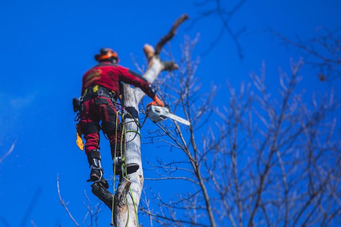 Image depicts a daring arborist climbing a tree trunk with no branches, like he's climbing a pole. The climber is fully kitted out with harness, protective equipment, safety gear, ropes and chainsaw. There is a nice blue sky in the background as he climbs.