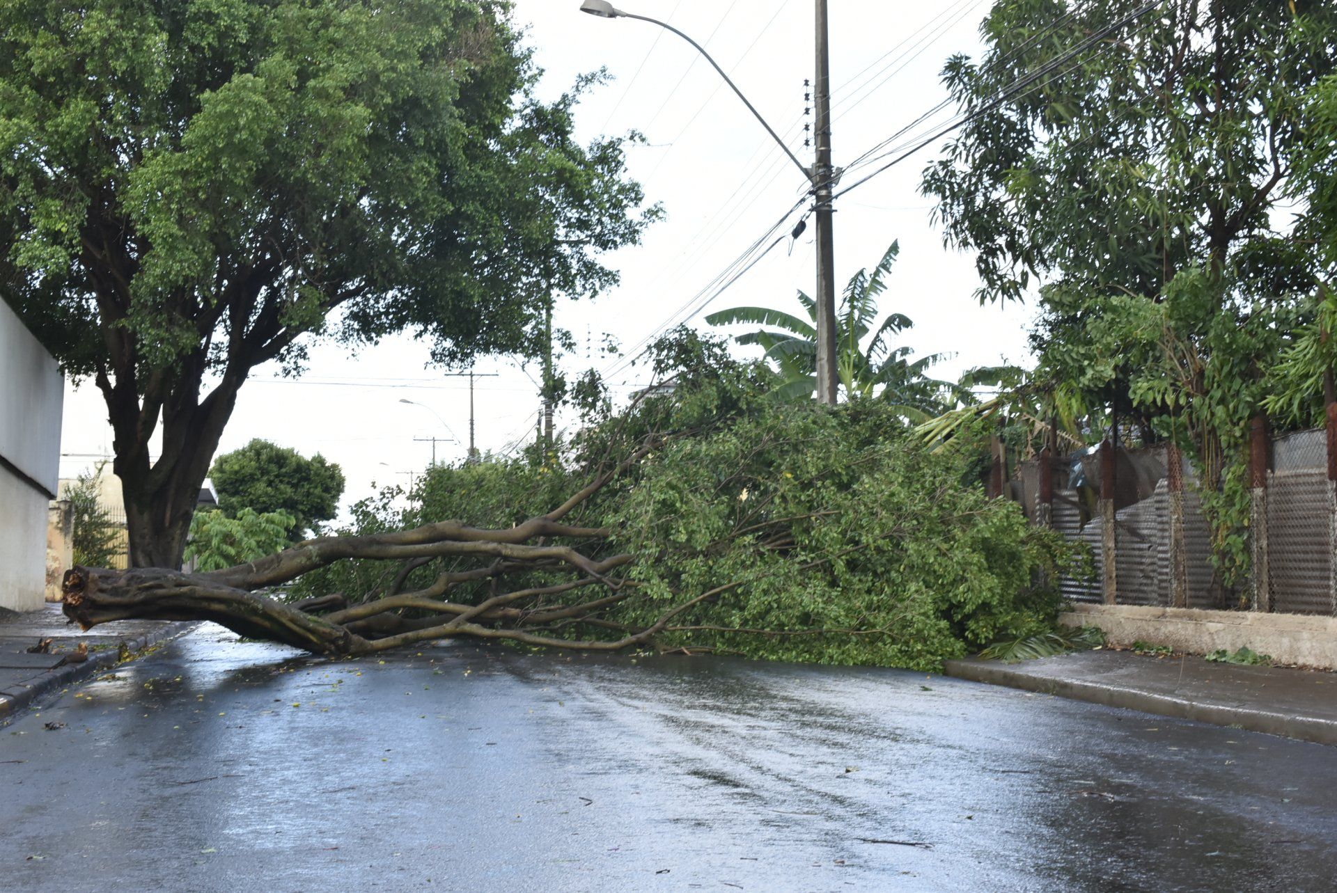 Image depicts a large tree that has fallen across a wet road, blocking the way for traffic flow.
