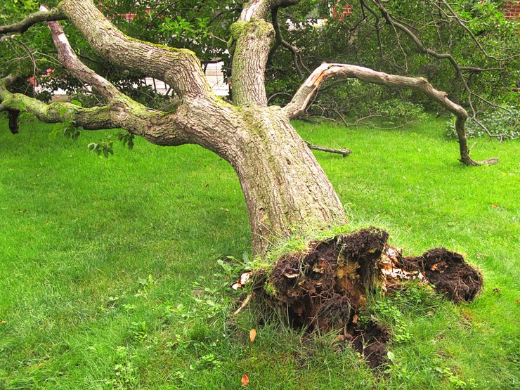 Image depicts a large tree in an urban green grass field that has fallen over with half the root system exposed from the ground.