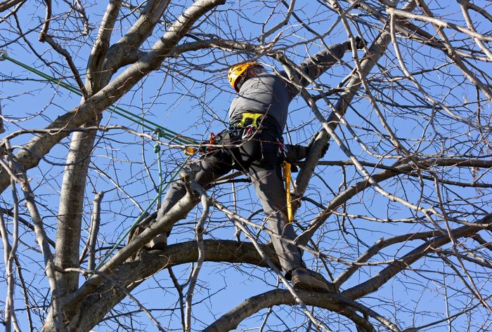 Image depicts an arborist in the canopy of a tree during autumn or winter because the tree has no leaves on it. The man is harnessed and roped up as he prunes a tree with a nice blue sky background.