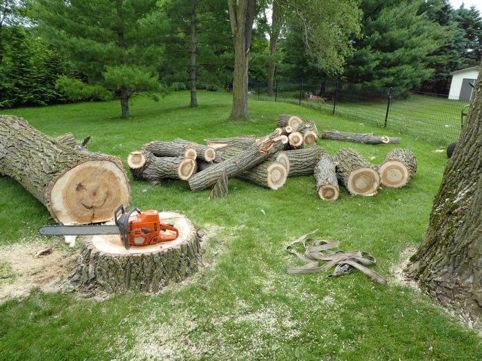 Image depicts a large tree in someones backyard that has been cut down. Next to the tree are additional lengths of tree that have been cut presumably as the tree was cut down. On the remaining stump is a large chainsaw which was most likely used to cut the tree down. The tree appears to been in someones backyard as the space is surrounded by a black wire fence.