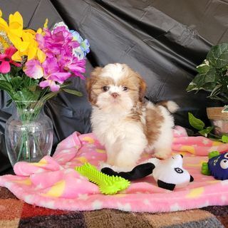 Morkie - Tucson, AZ - It's A Puppies World