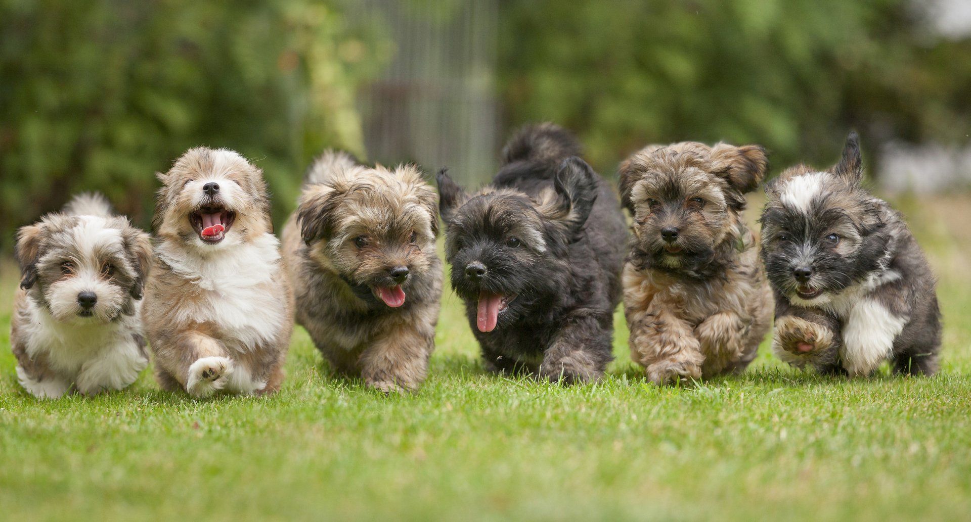 Havanese - Tucson, AZ - It's A Puppies World