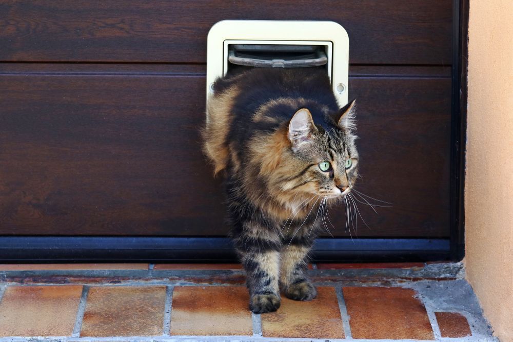 A Cat Is Coming Out Of A Cat Door — Roo’s Door & Window Maintenance In Sippy Downs, QLD