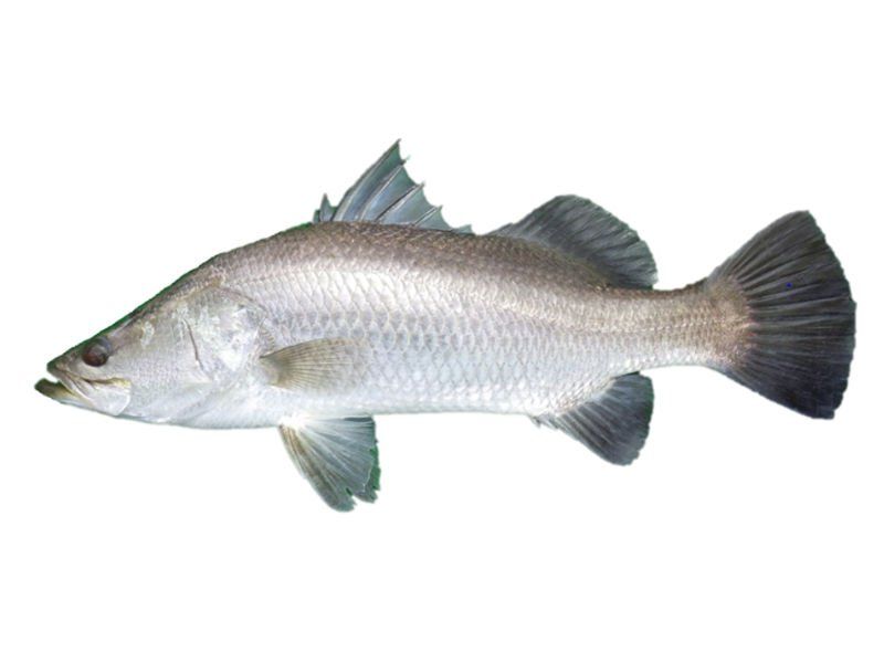 Barramundi