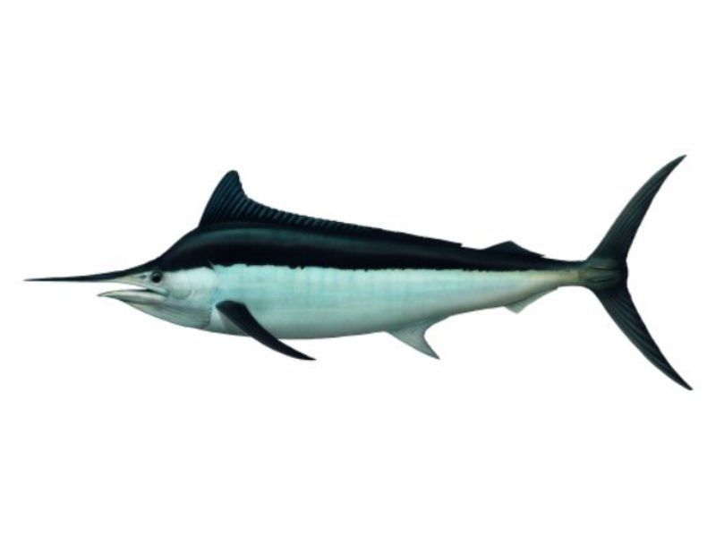 Black Marlin