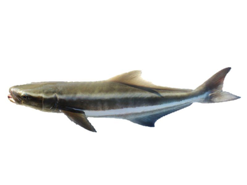 Cobia
