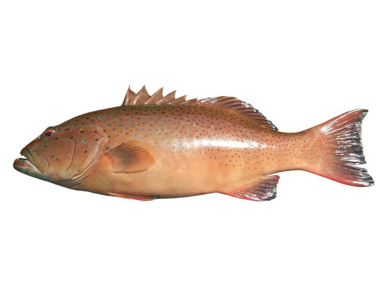 Coral and Coronation Trout