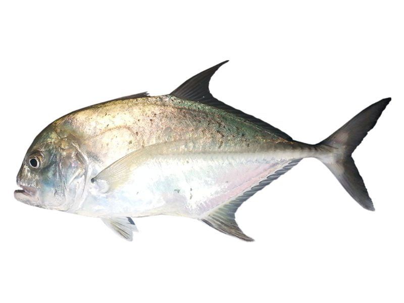 Giant Trevally