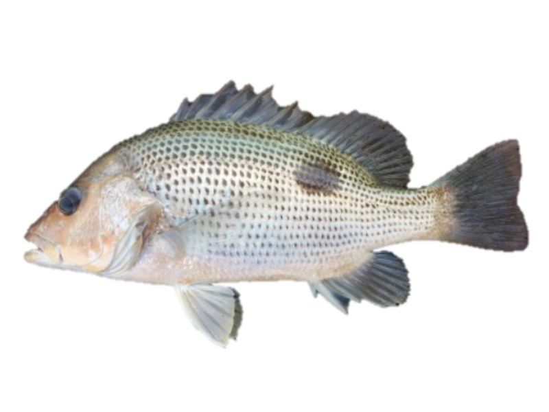 Golden Snapper
