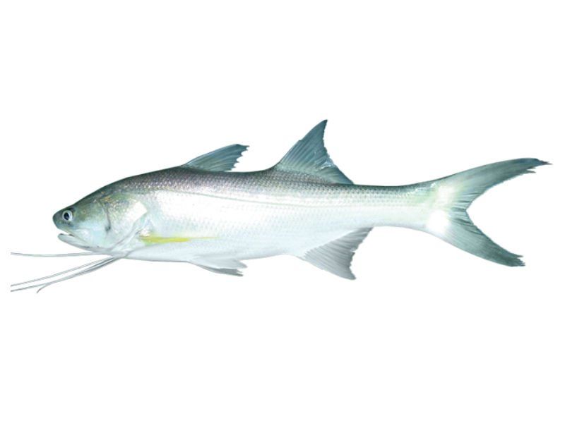 King Threadfin