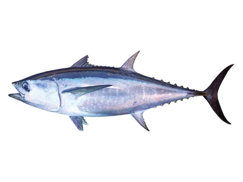 Long Tail Tuna