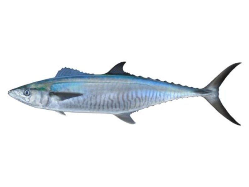 Mackerel