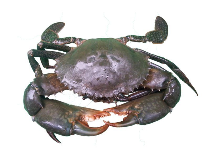 Mud Crab