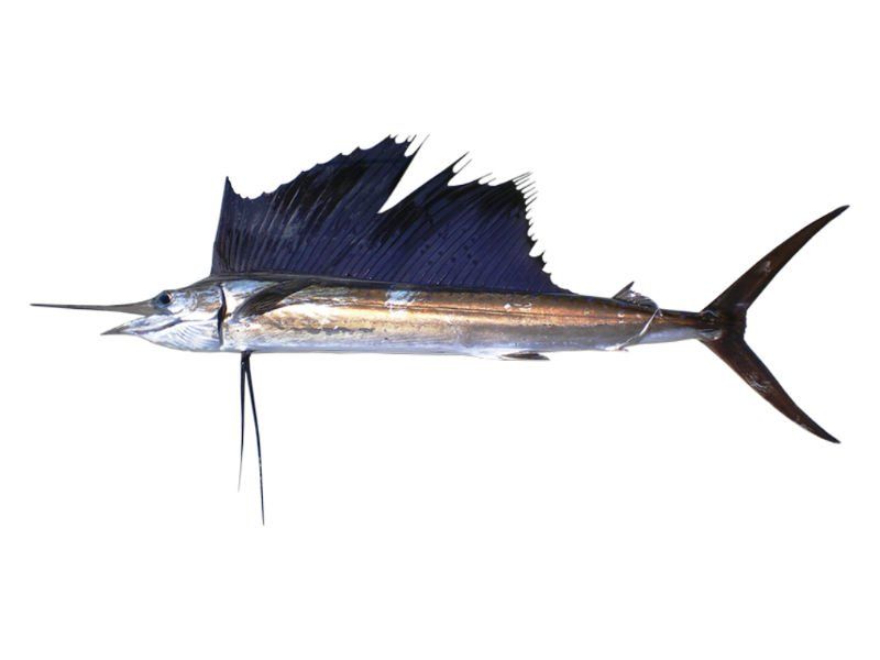 Sail Fish