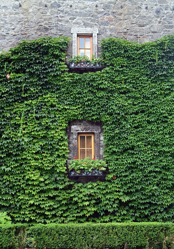 Stone building facade covered in green ivy, two windows with brown frames, and a hedge.