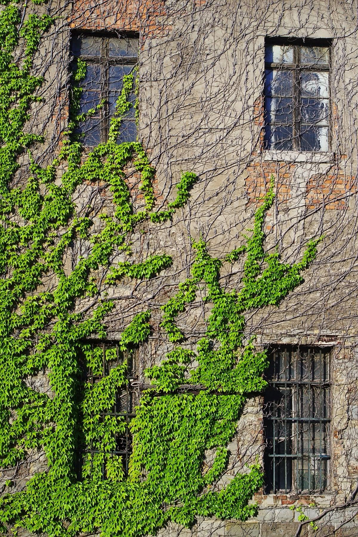Stone building with green ivy covering part of the facade, four windows visible.