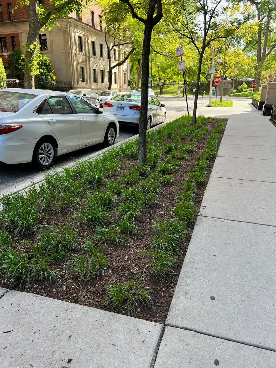 Sidewalk with a small planted bed of green ground cover alongside parked cars and trees.