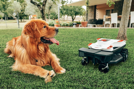 Golden retriever dog rests on green lawn, looking at a small robotic lawnmower in a yard.