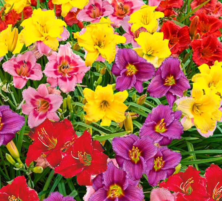 Woman wearing yellow gloves cleaning floor in a living room, smiling. Cleaning supplies in a blue bin.