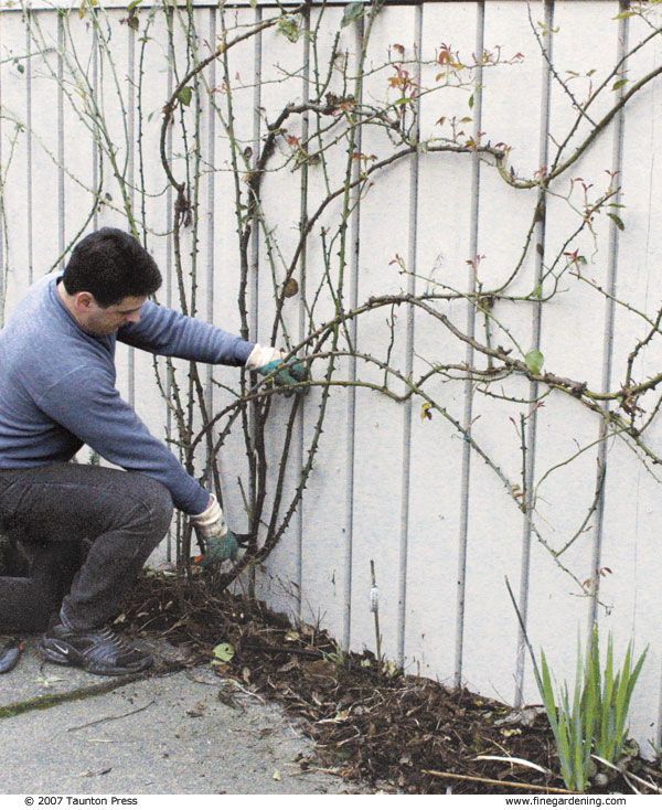 Man pruning a rose bush against a white fence. He wears gloves and kneels.