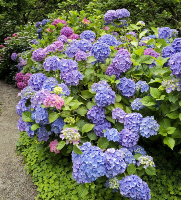 Woman wearing yellow gloves cleaning floor in a living room, smiling. Cleaning supplies in a blue bin.