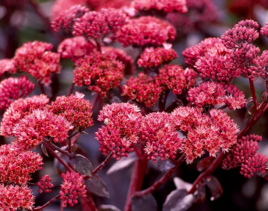 Woman wearing yellow gloves cleaning floor in a living room, smiling. Cleaning supplies in a blue bin.