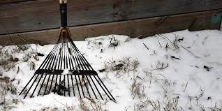 Man pruning a rose bush against a white fence. He wears gloves and kneels.
