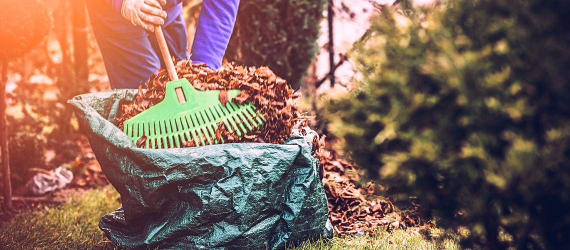 Man pruning a rose bush against a white fence. He wears gloves and kneels.