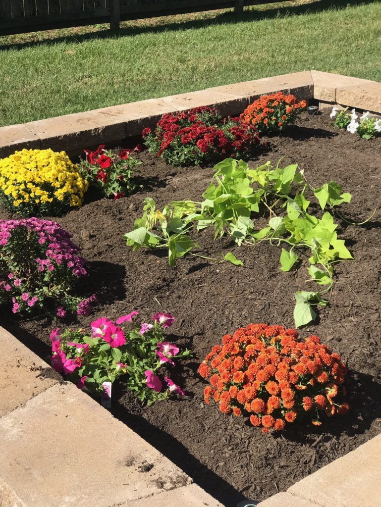 A garden with lots of flowers and plants in it