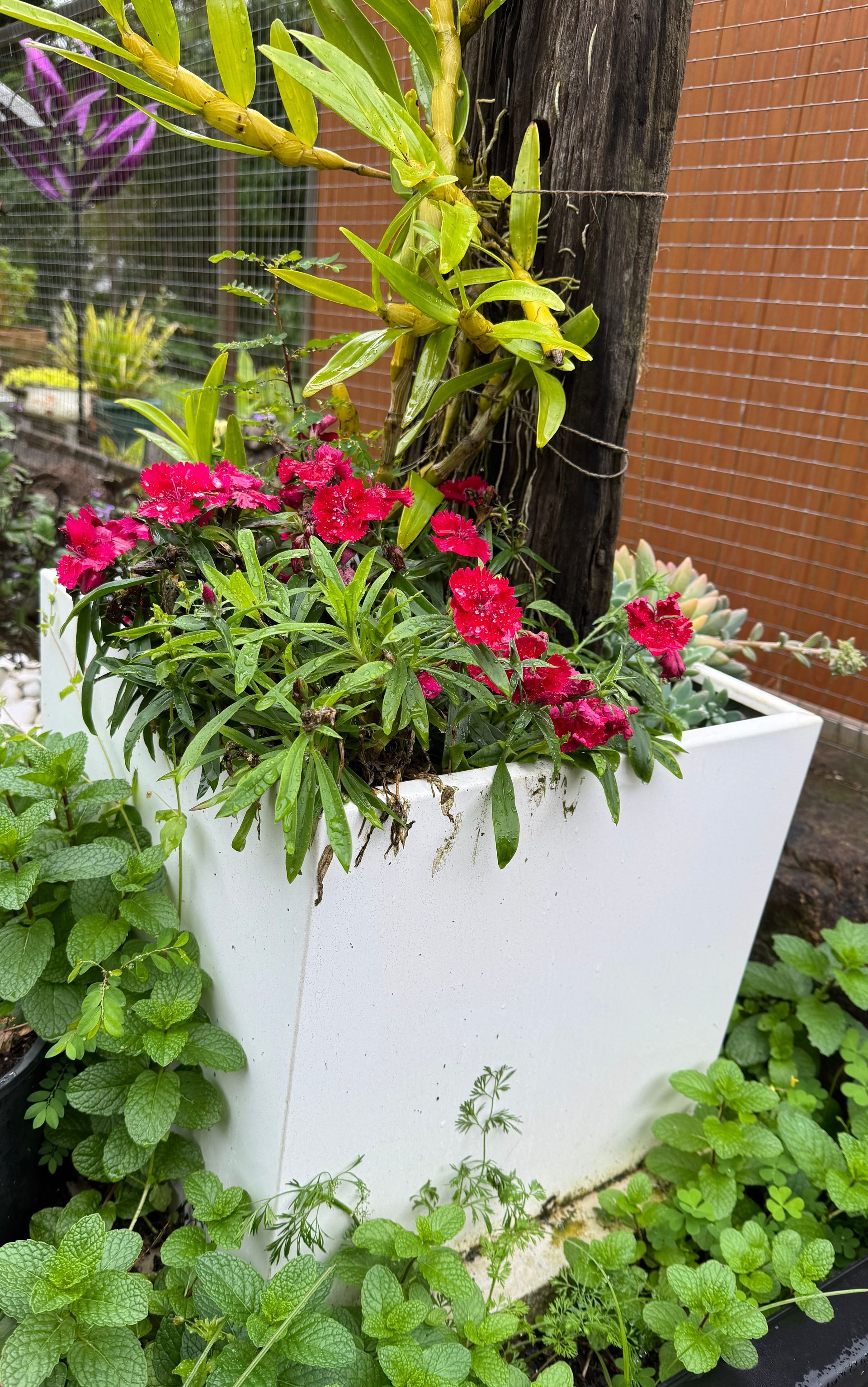 White planter with vibrant red flowers, surrounded by green foliage — Metaltrendz in Kunda Park, QLD