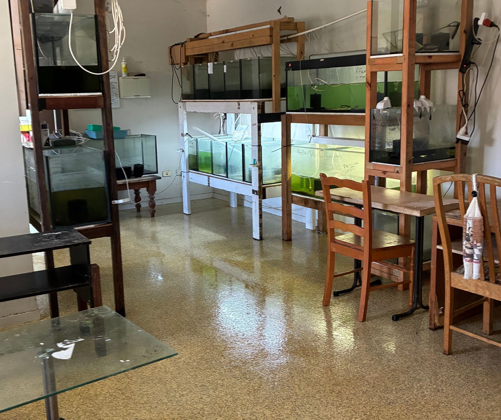 Room With Multiple Aquariums on Wooden Shelving — Schmucker Cleaning in Gulliver, QLD
