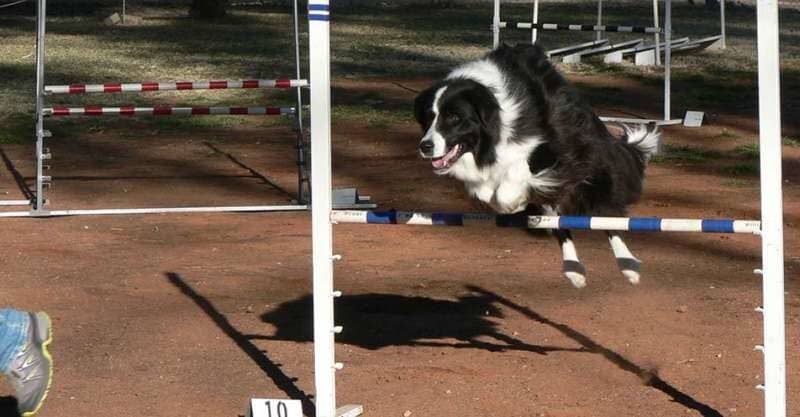 The Dog Jumping Across an Obstacle  — Blatherskite Park in Alice Springs, NT