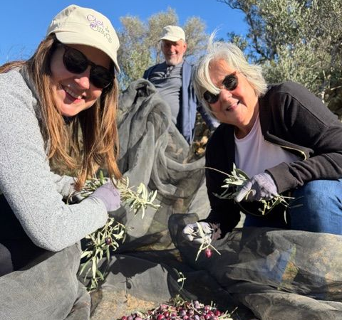Group of guests smiling and enjoying taking part in the Casa de Olivos olive harvest experience in Traiguera