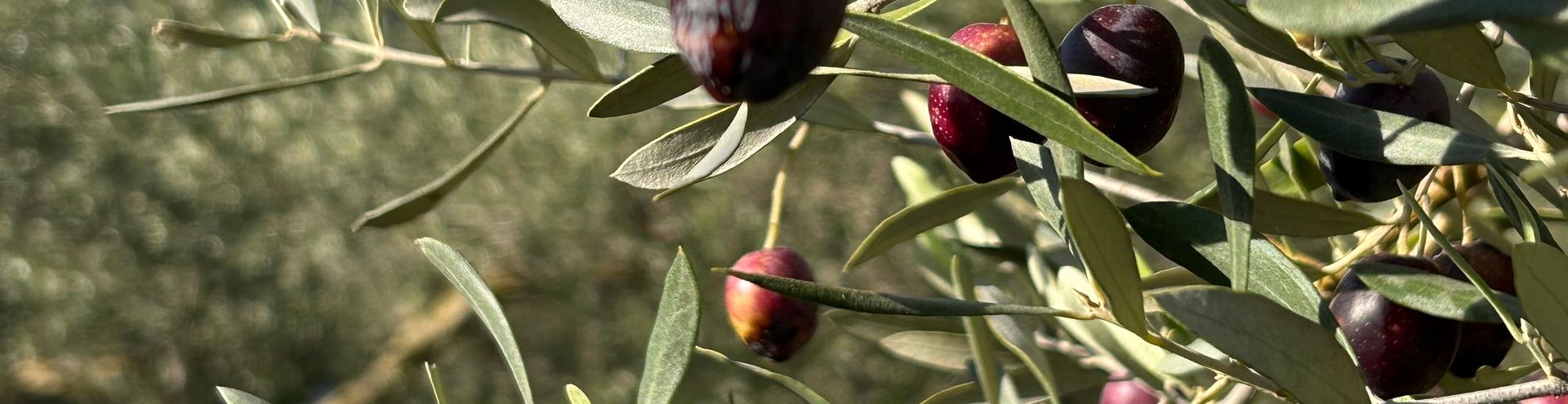 Delta Ebro flamingo in flight over water - casa de olivos