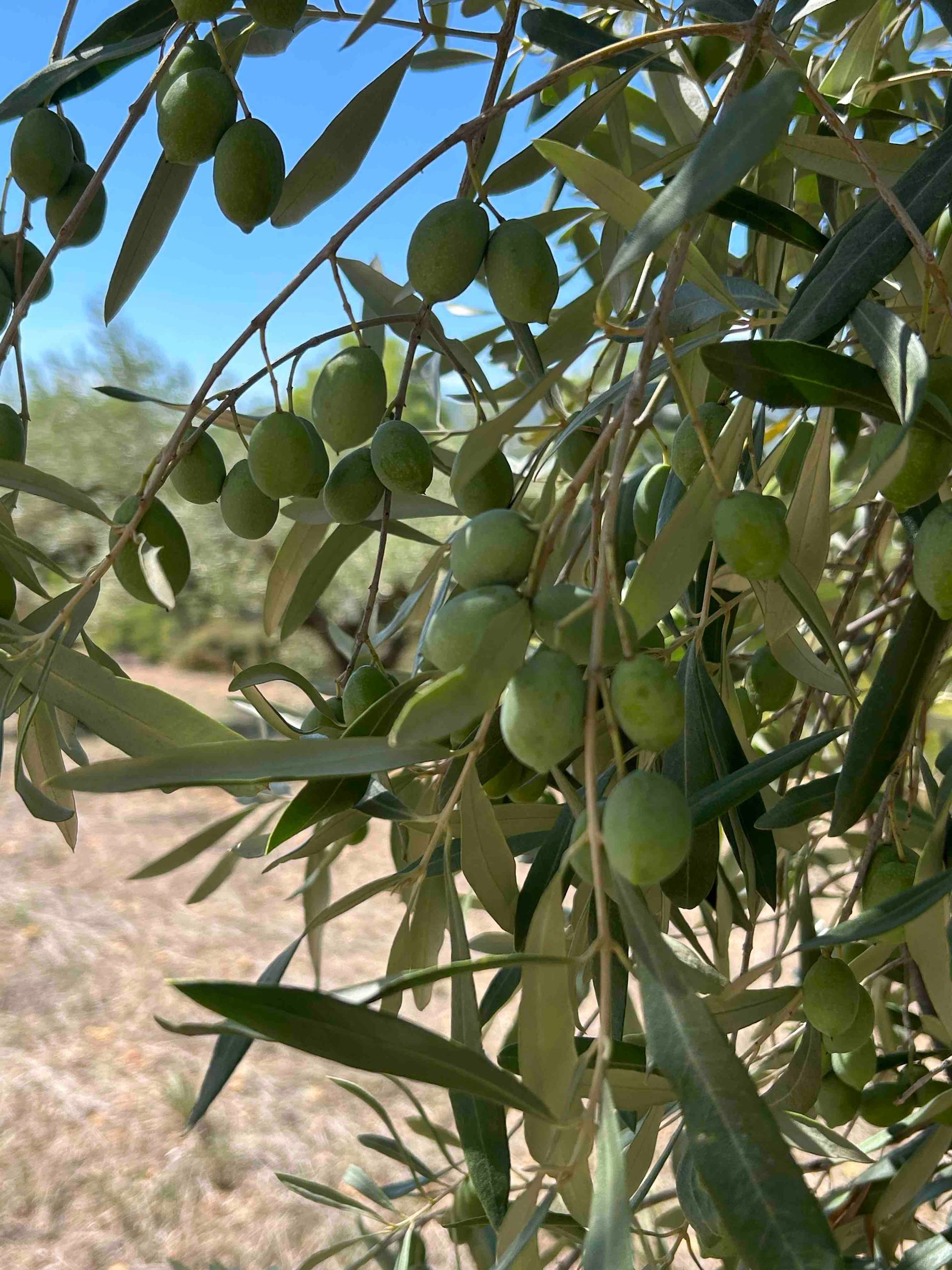 Olives trees at Casa de Olivos Traiguera