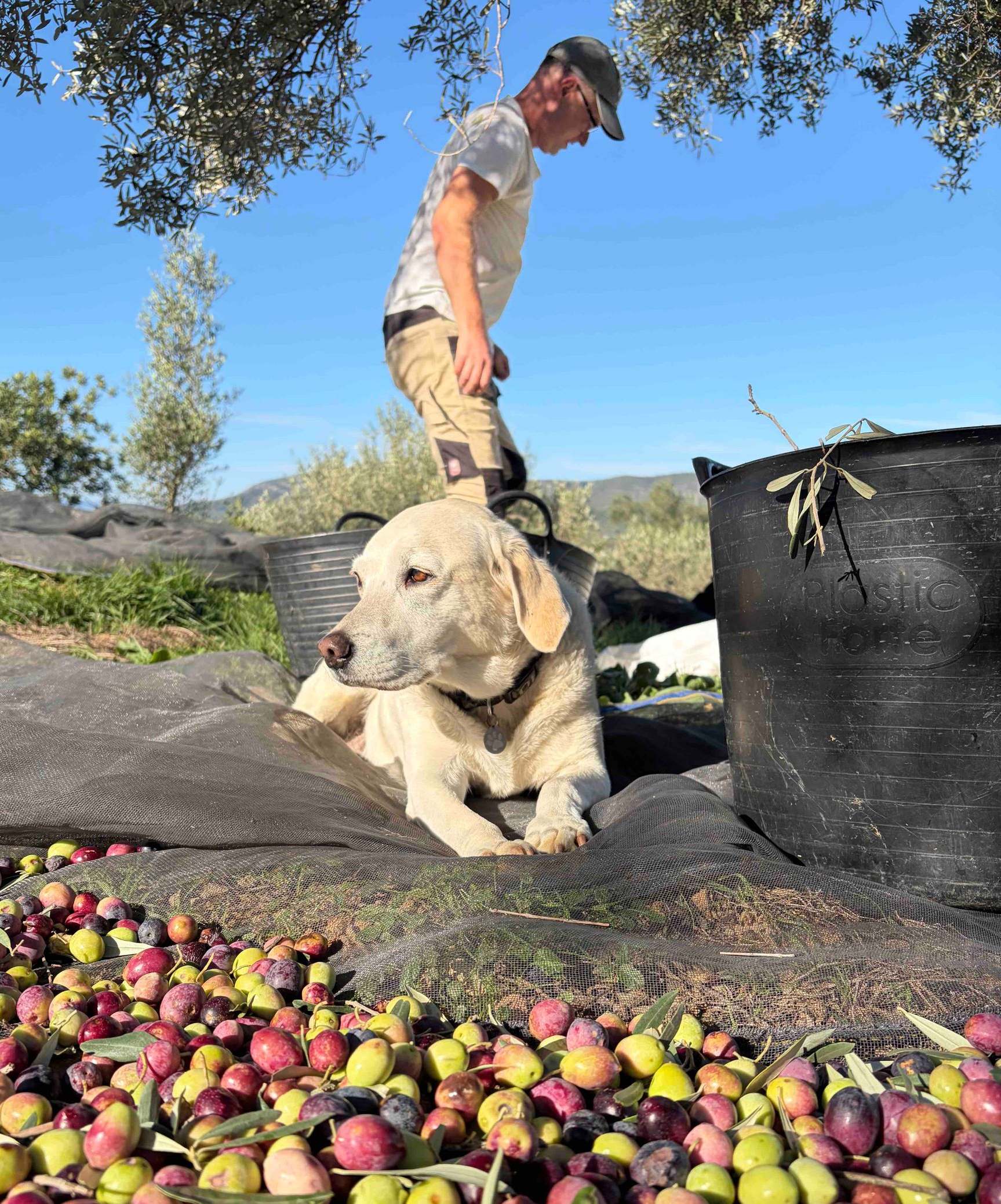 Orla dog sitting on the olive nets helping with the olive harvest at Casa de Olivos near Traiguera